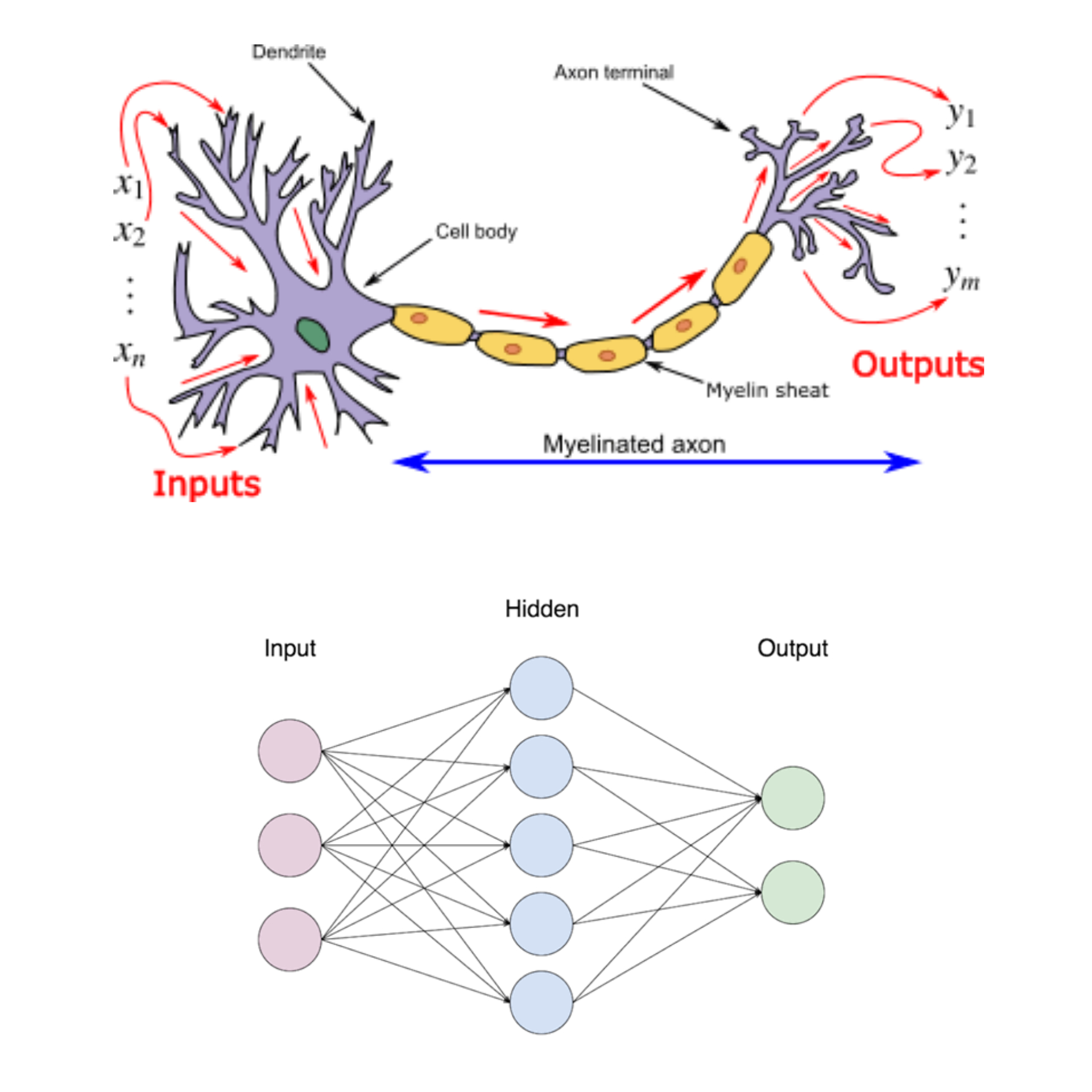 A neuron mirrors a neural network almost to a tee
